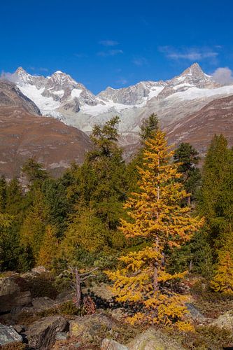 Wald und Trifttal,  Zermatt, Wallis, Schweiz