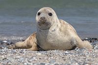 Zeehond