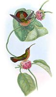 Mazeppa Hermit, John Gould
