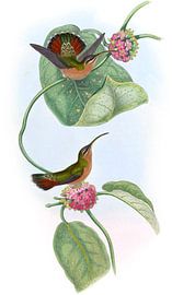 Mazeppa Hermit, John Gould by Hummingbirds