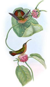 Mazeppa Hermit, John Gould von Hummingbirds