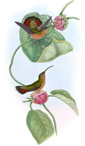 Mazeppa Hermit, John Gould
