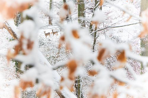 Hidden presence of two roe deer by peter reinders