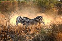 Zebras fighting