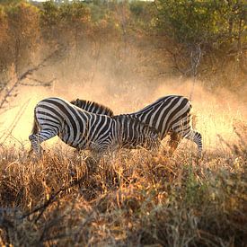 Zebras fighting by Jojanneke Vos