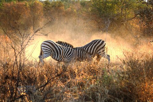 Zebras fighting by Jojanneke Vos