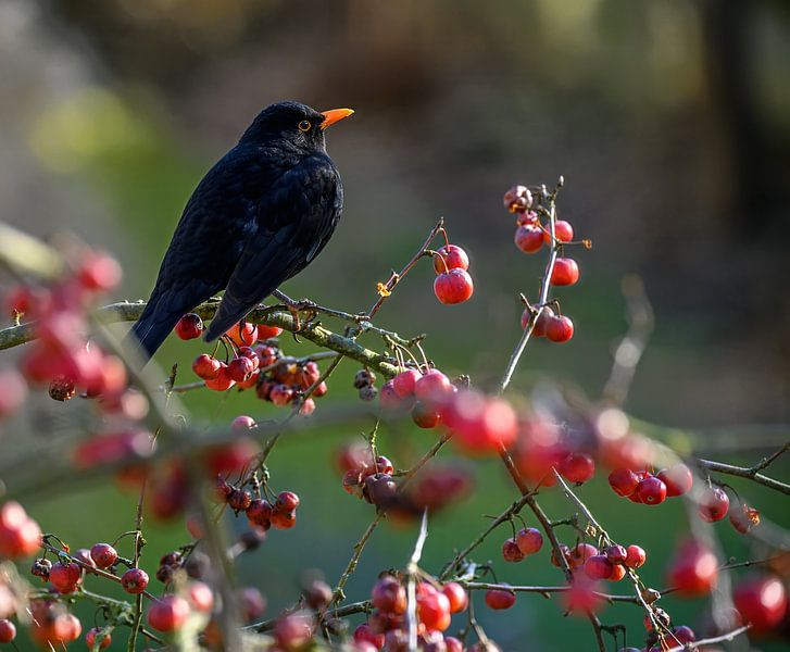 Nahaufnahme von einer Amsel auf einem Apfelbaum von ManfredFotos