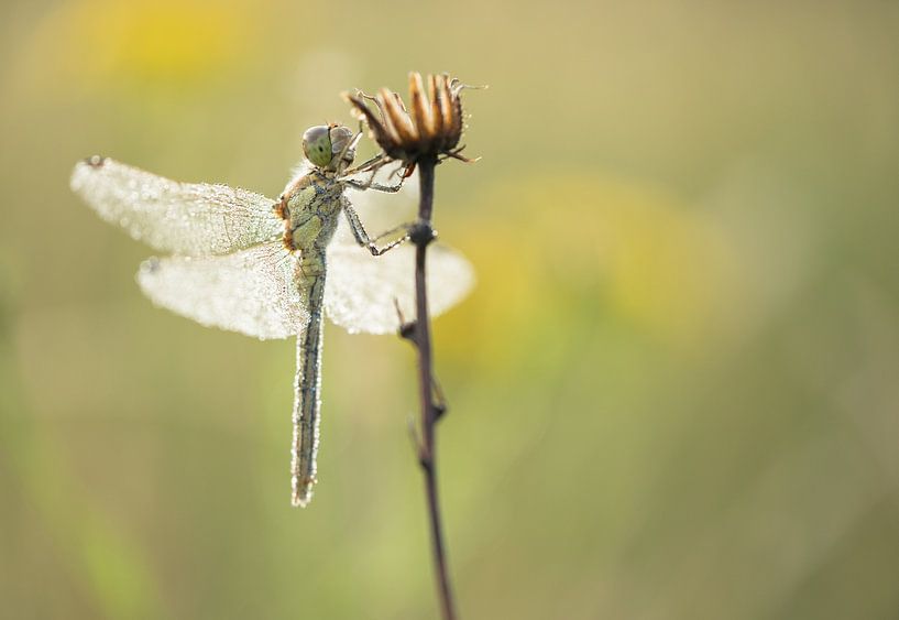 Angel (dragonfly) in the dew by Moetwil en van Dijk - Fotografie