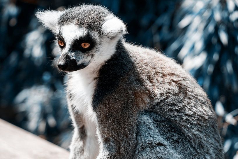 Maki par Liberty Biesma