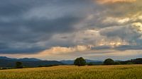 Dramatischer Himmel über Kornfeld