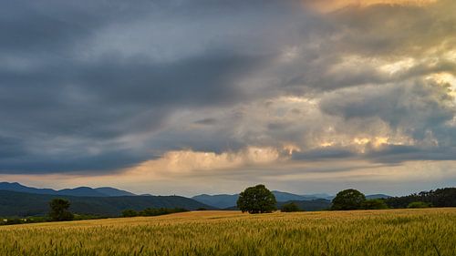 Dramatic sky over cornfield