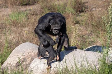 Baby gorilla krijgt hulp van Anjella Buckens