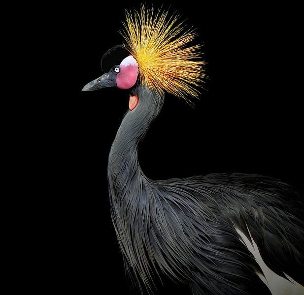 Der schwarze Kronenhahn von Maickel Dedeken