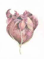 Botanische tekening Herfst Groot Hoefblad