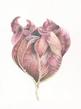 Groot Hoefblad in herfstijd botanische impressie van Alexandra de Steur