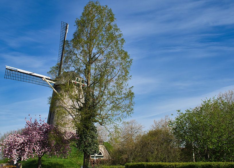 Le moulin Wilhelmus Hubertus au printemps par Jolanda de Jong-Jansen