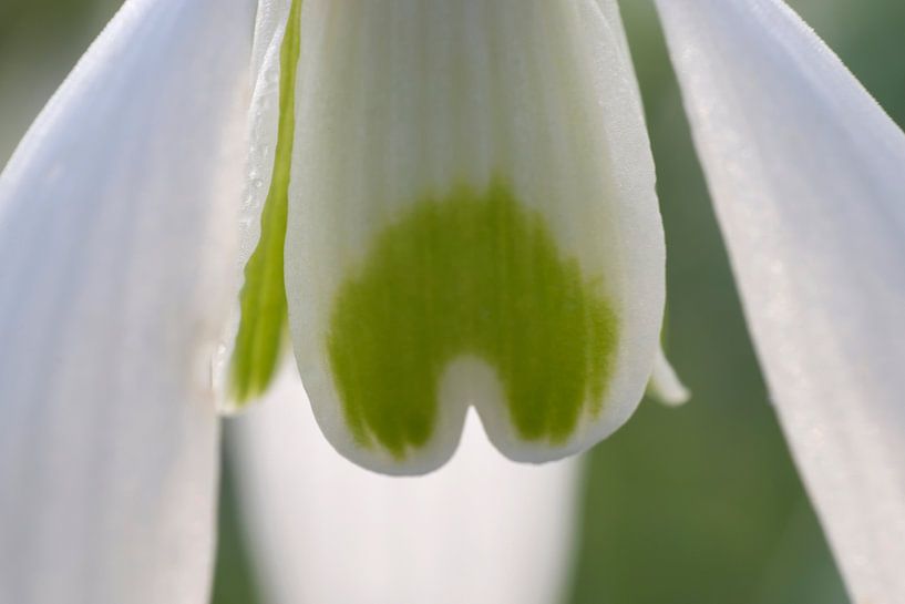 Snowdrop von Barbara Brolsma