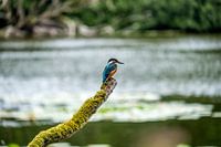 Eisvogel
