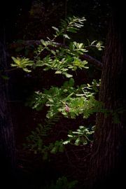 4551-Zweig einer Zypresse von Rudy Umans