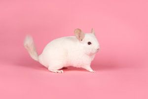 Niedliche weiße Chinchilla auf einem rosa Hintergrund