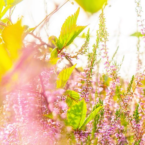 Zonnige dag op de Maashorst heide