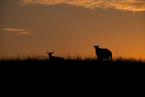 Schapen bij zonsopkomst