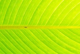 La fourmi disparaît dans la feuille sur Nicky Depypere