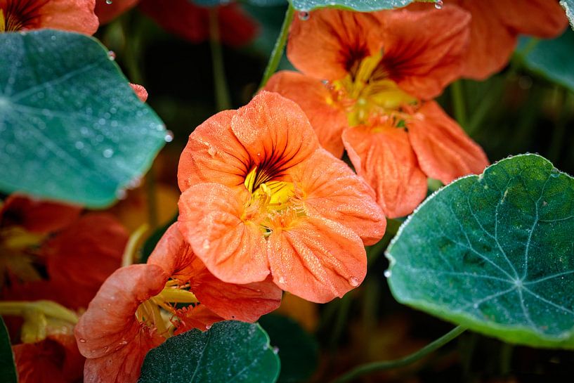 Indian cress by Rob Boon