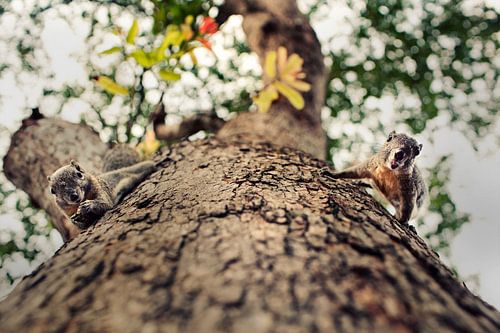 Squirrels waiting for a snack