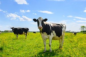 Koeien in een weiland met frisgroen gras en boterbloemen van Sjoerd van der Wal Fotografie