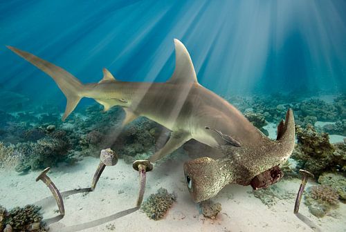 Hammerhead shark