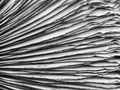 Sporen van een paddenstoel in zwart/wit van Laurens de Waard thumbnail