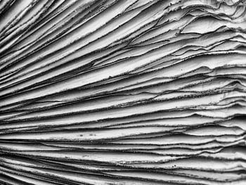 Spuren eines Pilzes in Schwarz und Weiß