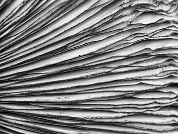 Traces d'un champignon en noir et blanc sur Laurens de Waard