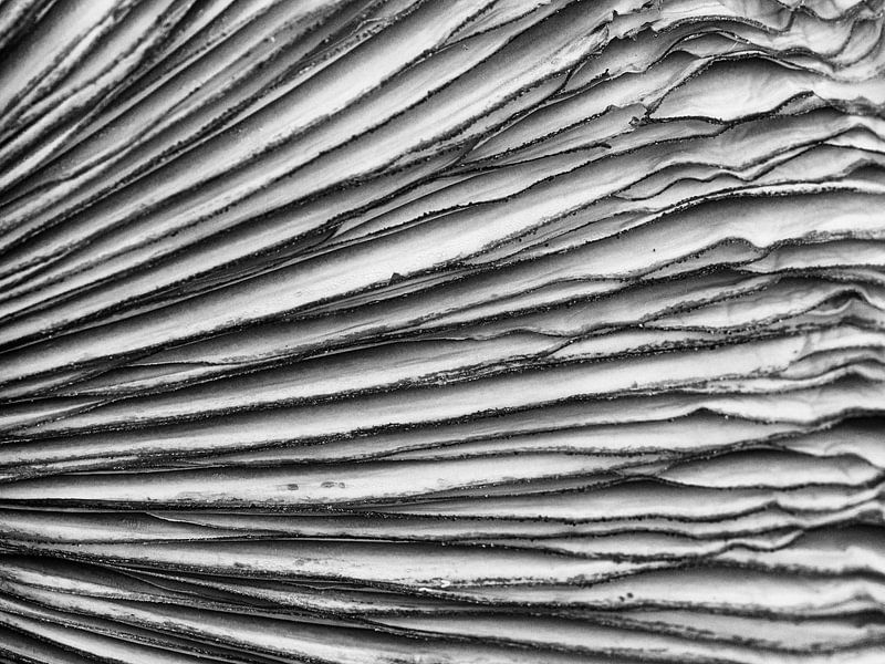 Sporen van een paddenstoel in zwart/wit van Laurens de Waard