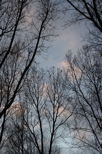 Overal vogeltjes van Foto Studio Labie