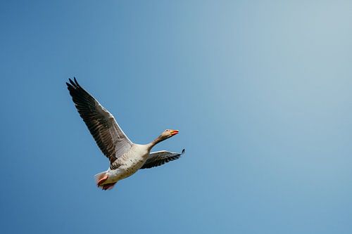 Vliegende gans in heldere blauwe lucht