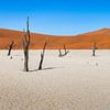 Panorma van Dodevlei in Namibië van OCEANVOLTA