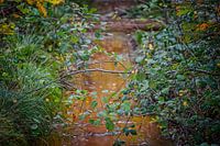 Autumn colours of the Black Water