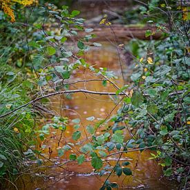 Herbstfarben des Schwarzwassers von Jos Saris