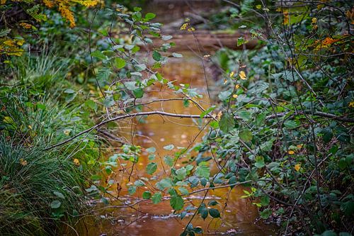 Herfstkleuren van het Zwart Water van Jos Saris