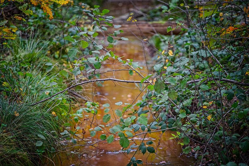 Autumn colours of the Black Water by Jos Saris