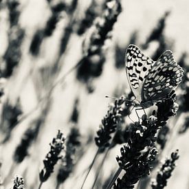 NoirLight Profile picture