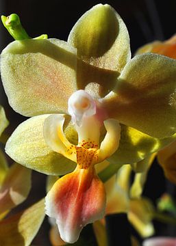 gele orchidee macro-opname van Alex Neumayer