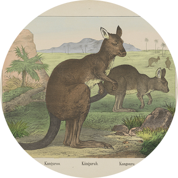Kangoeroe, Firma Joseph Scholz, 1829 - 1880