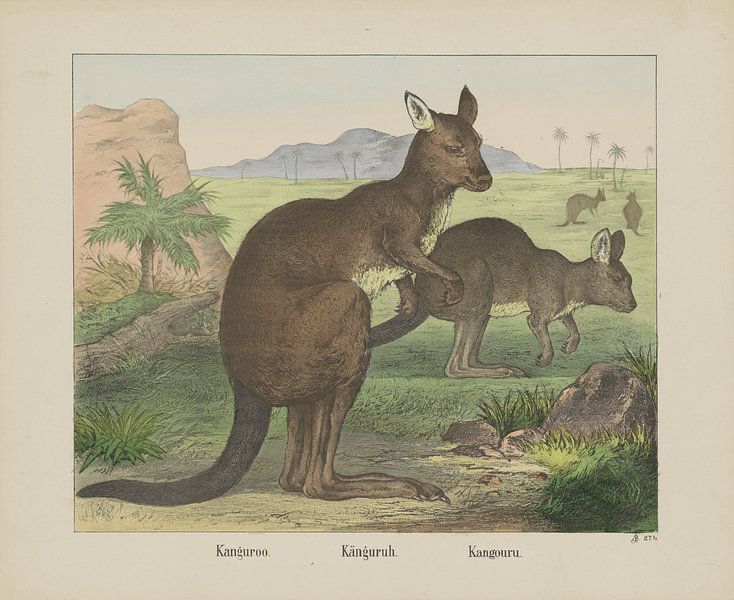 Kanguroo / Känguruh. / Kangouru, firme de Joseph Scholz, 1829 - 1880_1 par Gave Meesters