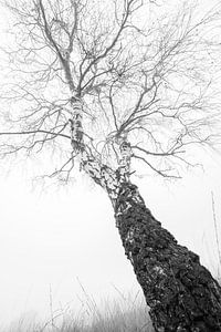 Birke im Nebel von Danny Slijfer Natuurfotografie