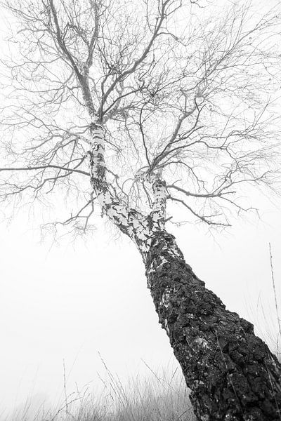 Birch in fog by Danny Slijfer Natuurfotografie