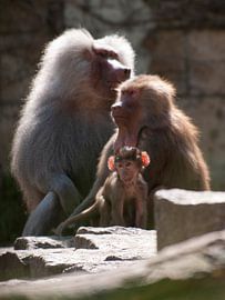 Mantelbavian : DierenPark Amersfoort : DierenPark Amersfoort von Loek Lobel
