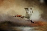 Duck Flying Above Water In Autumn Landscape